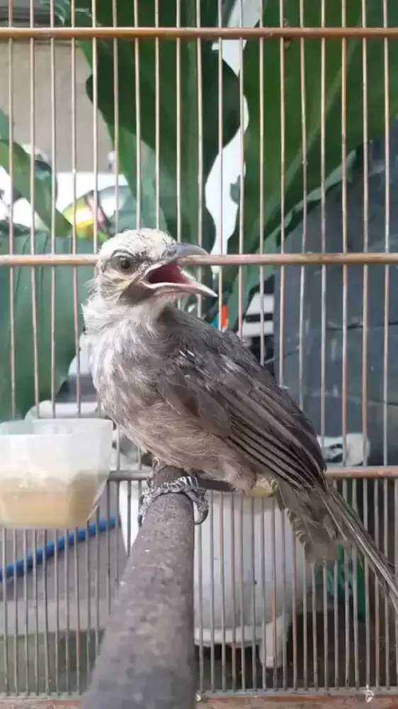 Anakan cucak rowo garansi jantan