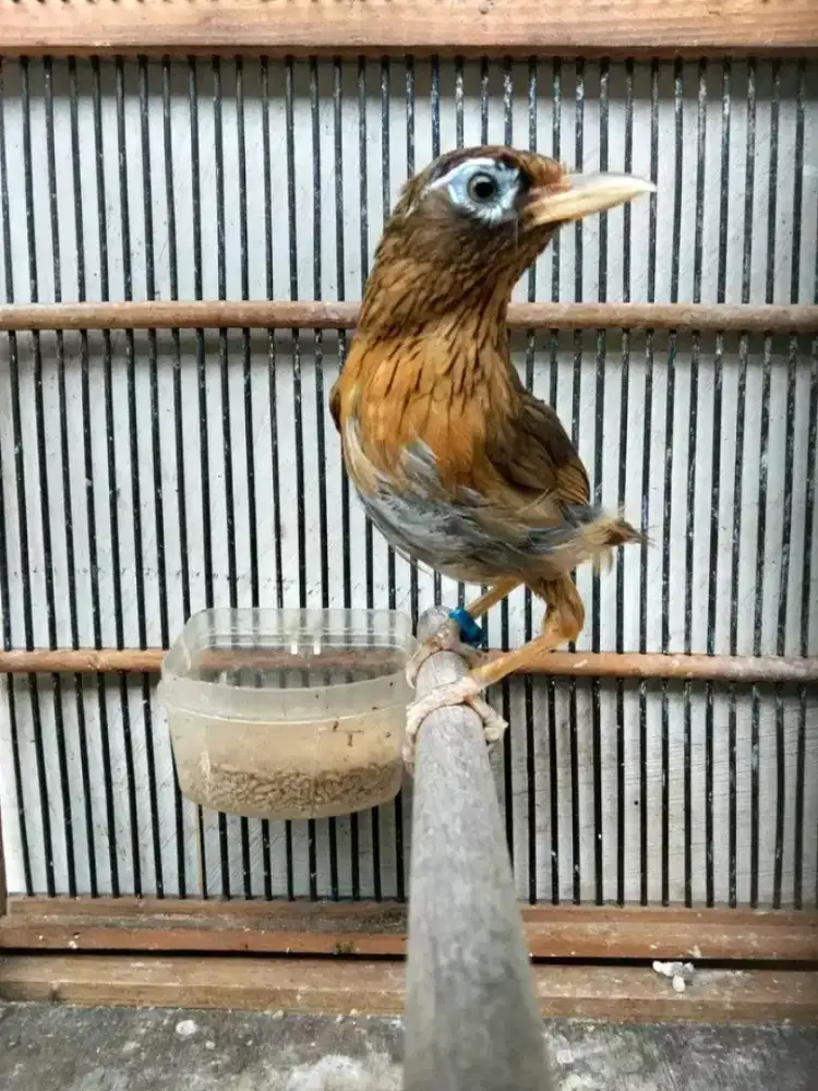 Wambie MH jantan garansi