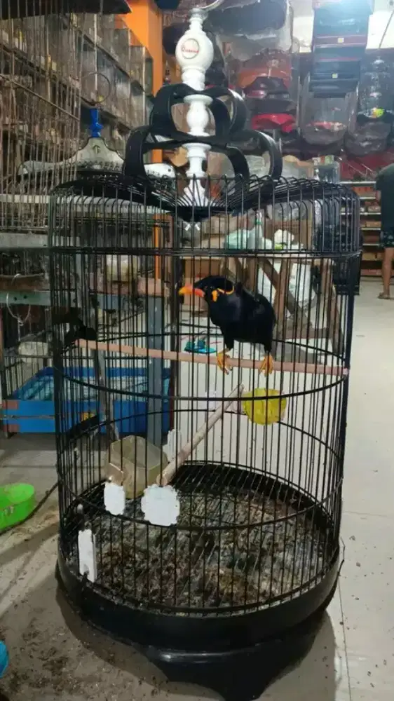 Burung l3e0 MH super big