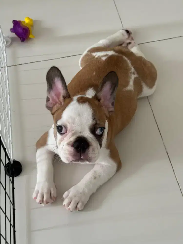 French Bulldog anakan