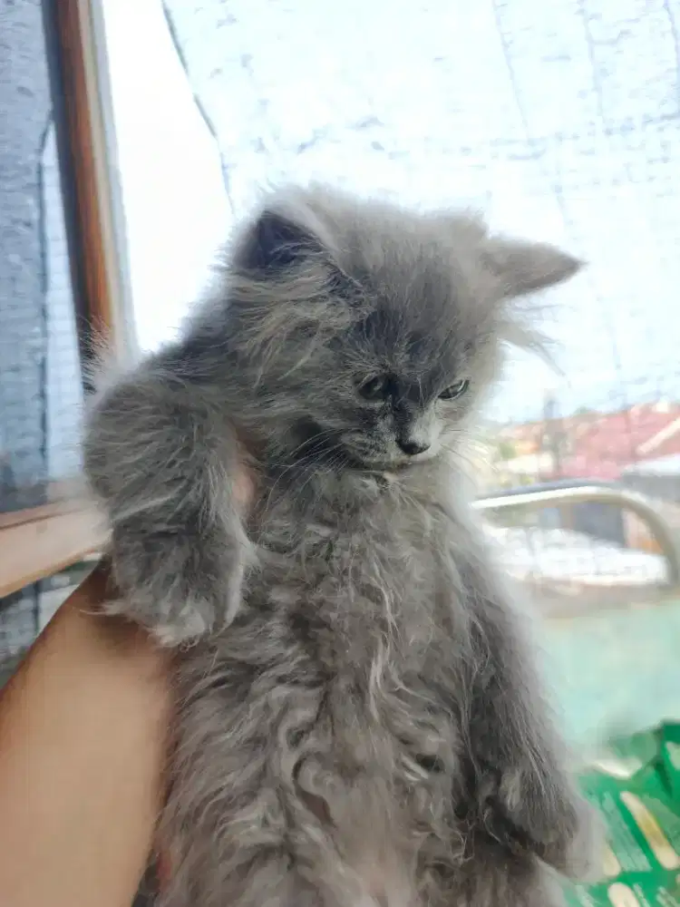 Kucing betina abu abu