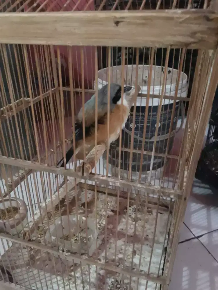 Cendet atau toed bunyi