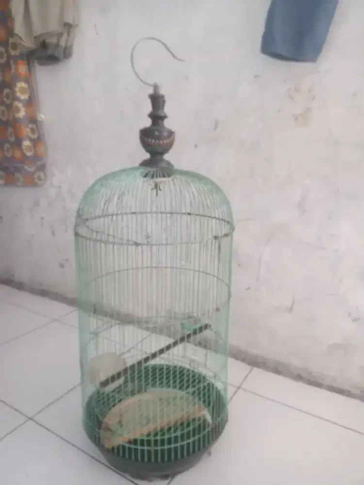Kadang burung betet