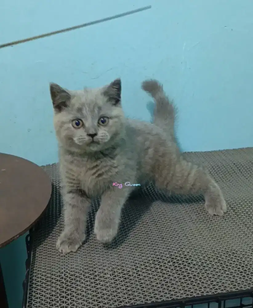 Kucing British Shorthair Blue Solid Jantan 2,5 bulan Parent Ped