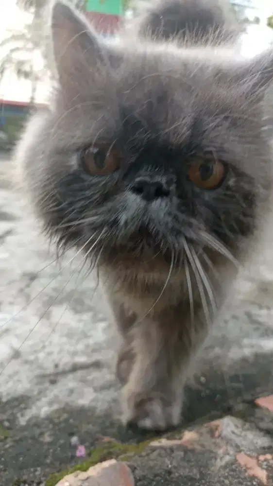 Kucing peaknose murah nego tipis²