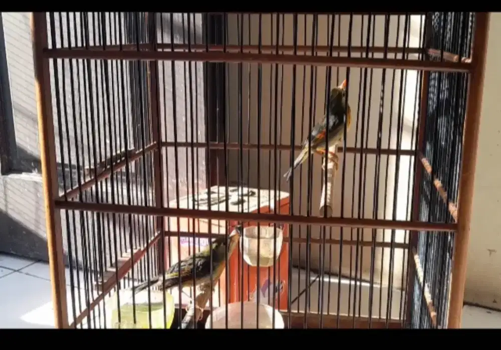 Robin gacor sepasang