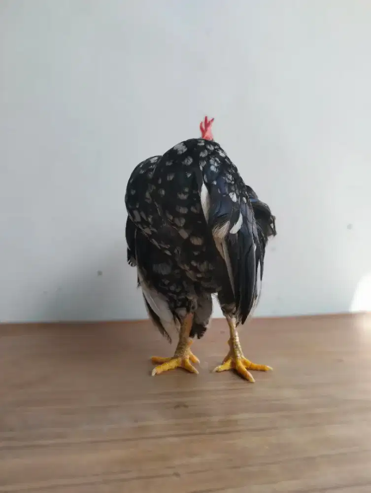 AYAM SERAMA MALAYSIA SELAM