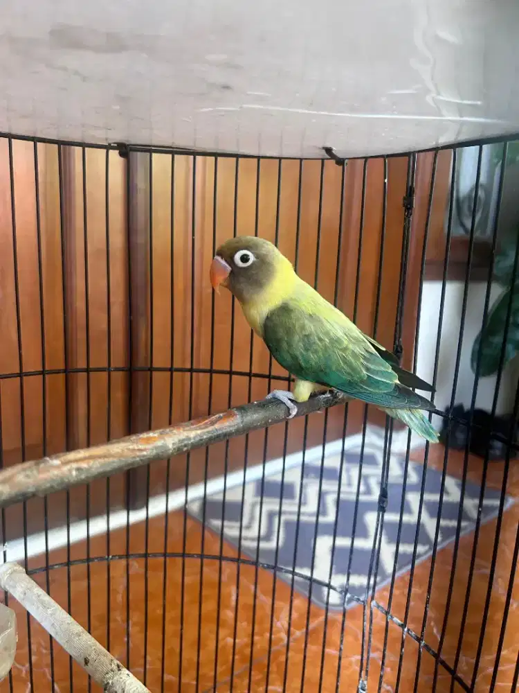 Biola PB Ewing/Ewing Duda