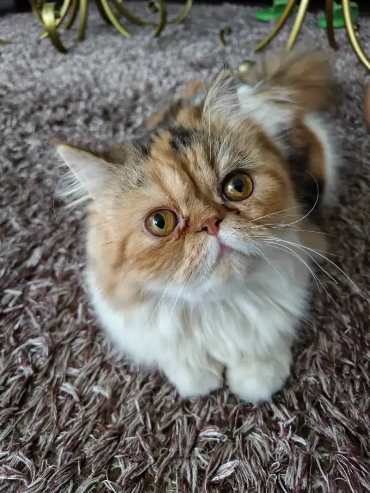 kucing persia peaknose calico