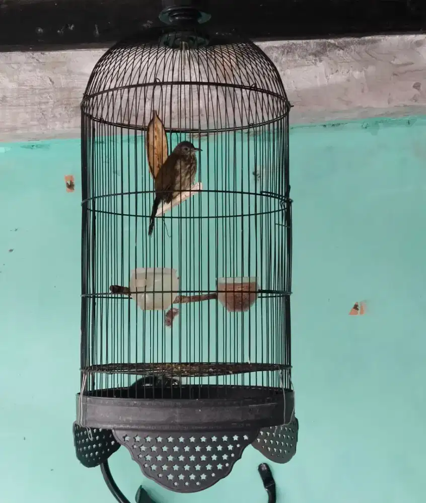 Jual burung cicak bayam gacor