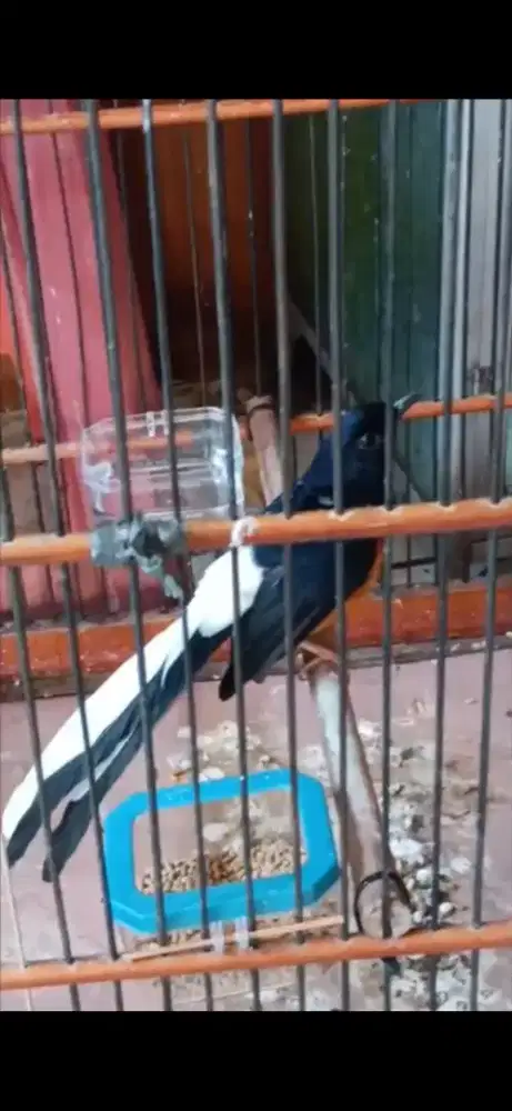 Murai jantan blorok ekor putih