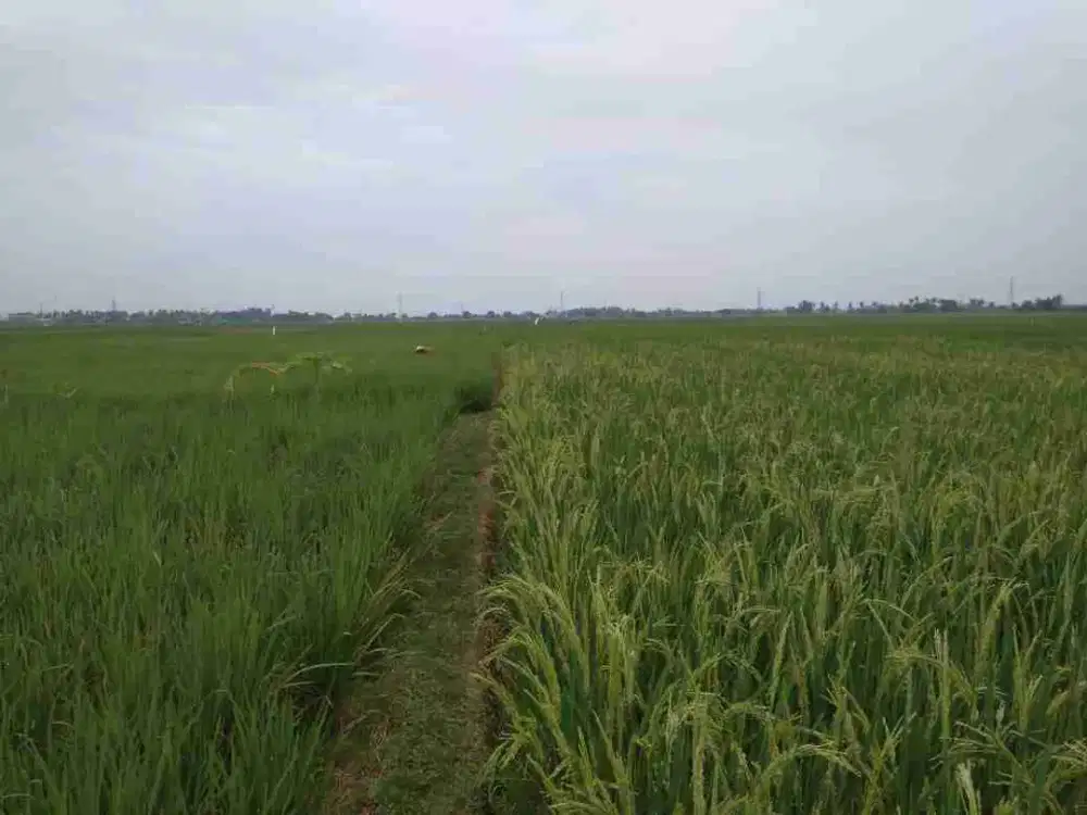 Dijual Tanah sawah strategis