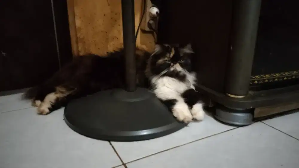 Kucing Betina Peaknose Belang telon