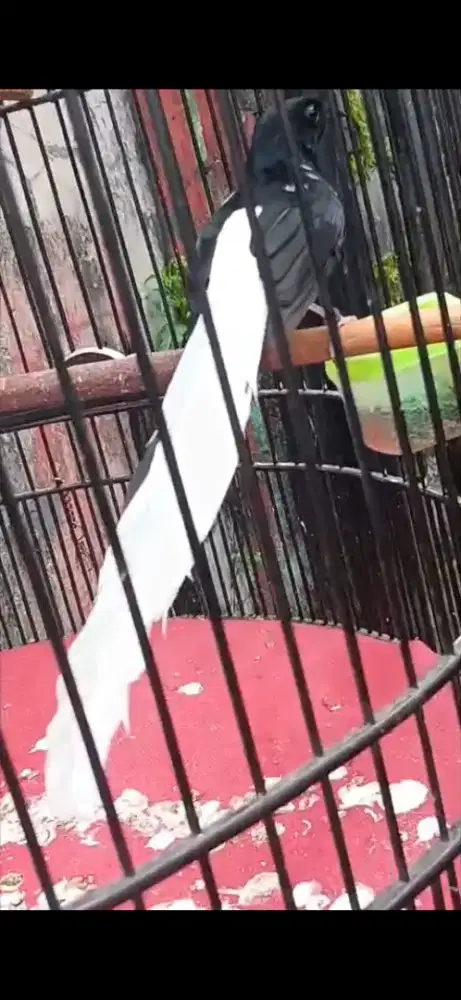 Murai jantan blorok ekor pocong klewer