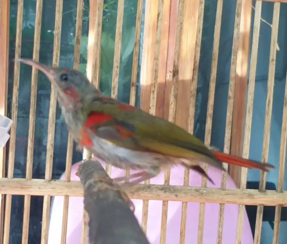 Trotolan kolibri sp raja ekor merah mulai rajin