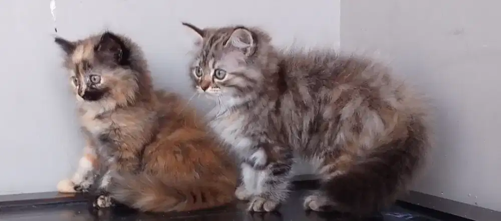 kucing Persia himalaya