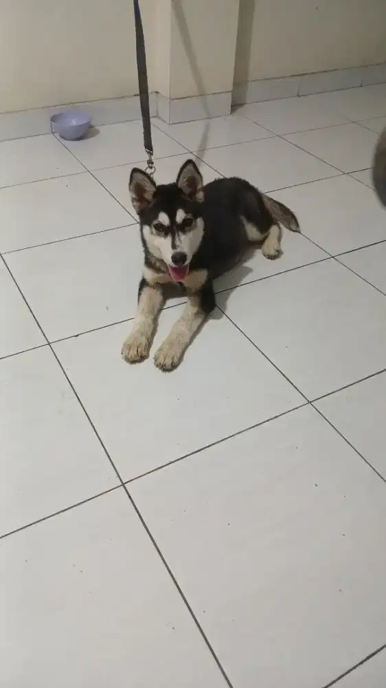 Anjing Husky Siberian