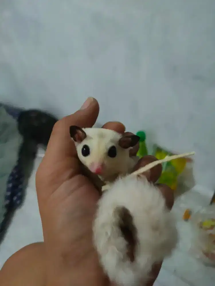 Sugar glider leucistic joy