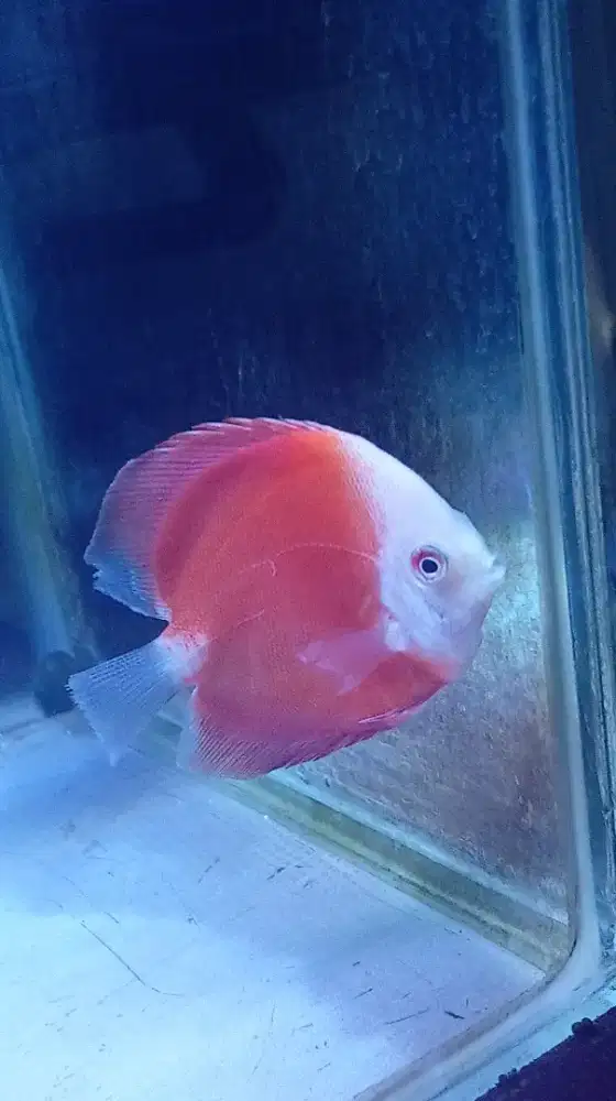 Discus red melon