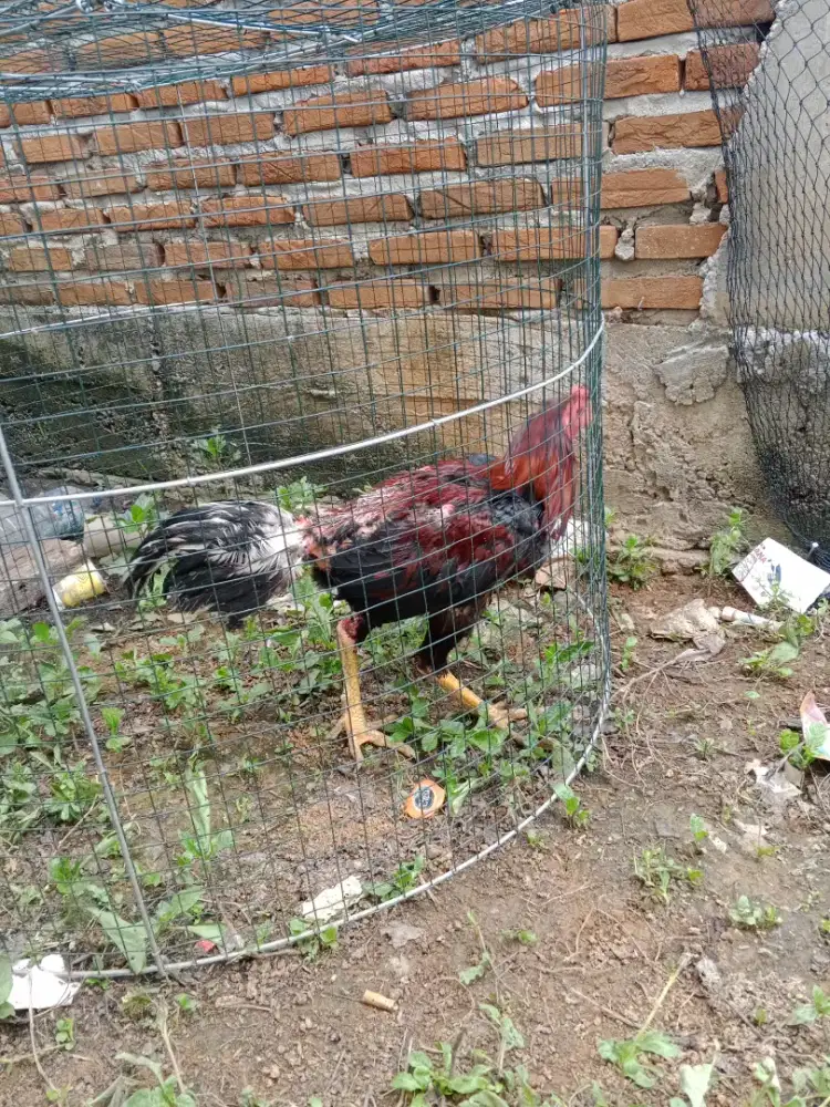 Jual ayam bangkok