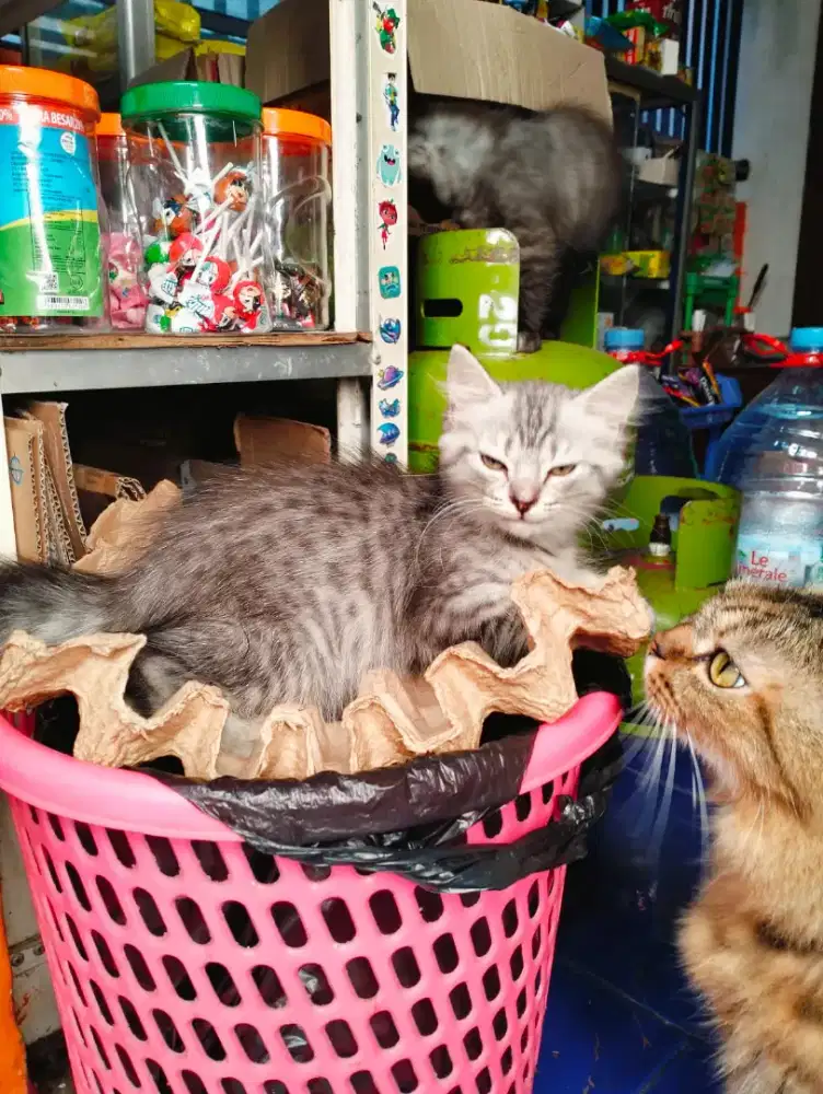 Kucing Persia umur 2 bulan setengah