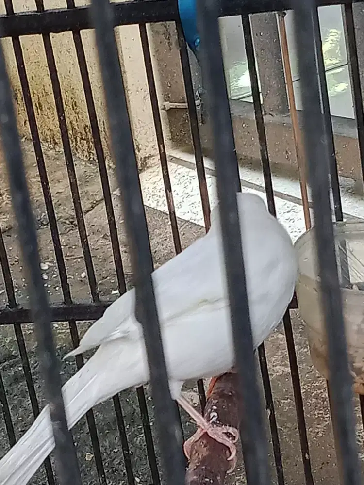 Kenari betina af dan loper