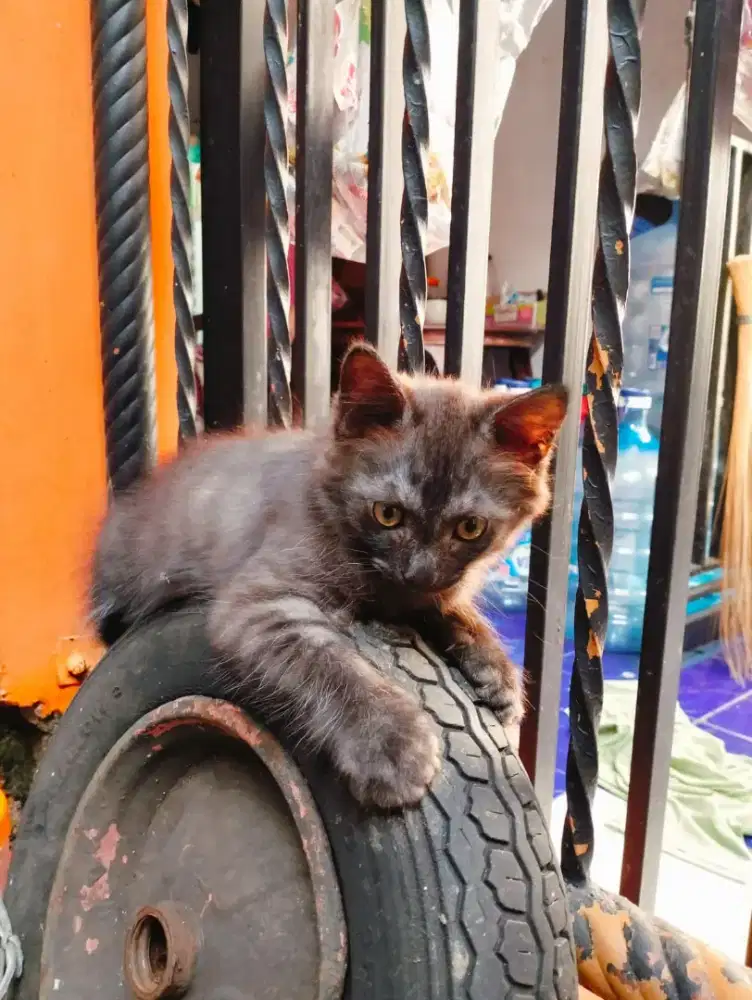 Kucing Persia umur 2 bulan setengah