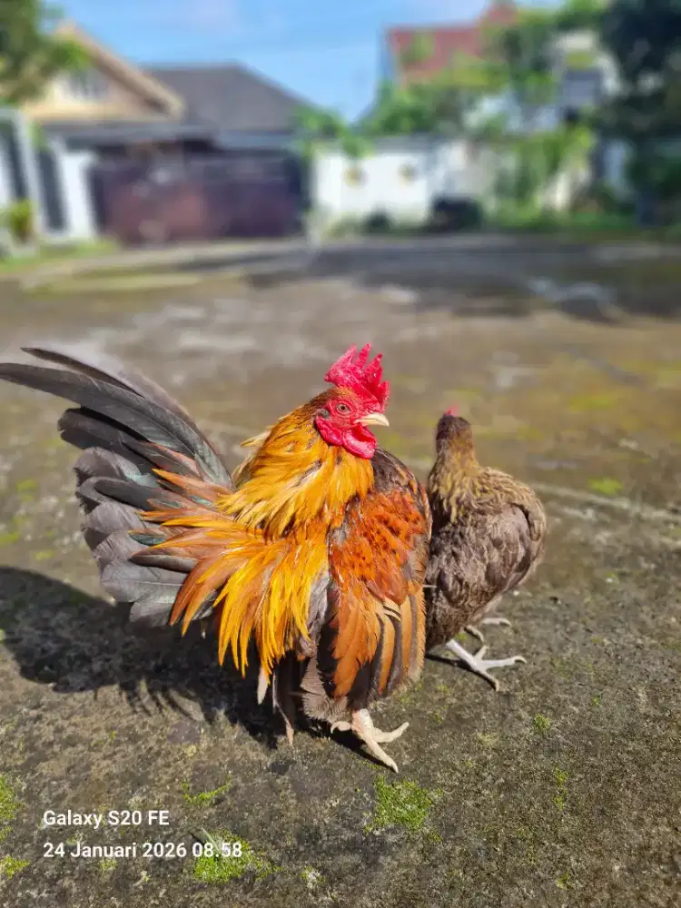 Sepasang Ayam Serama Berkualitas – Sehat, Aktif & Terawat