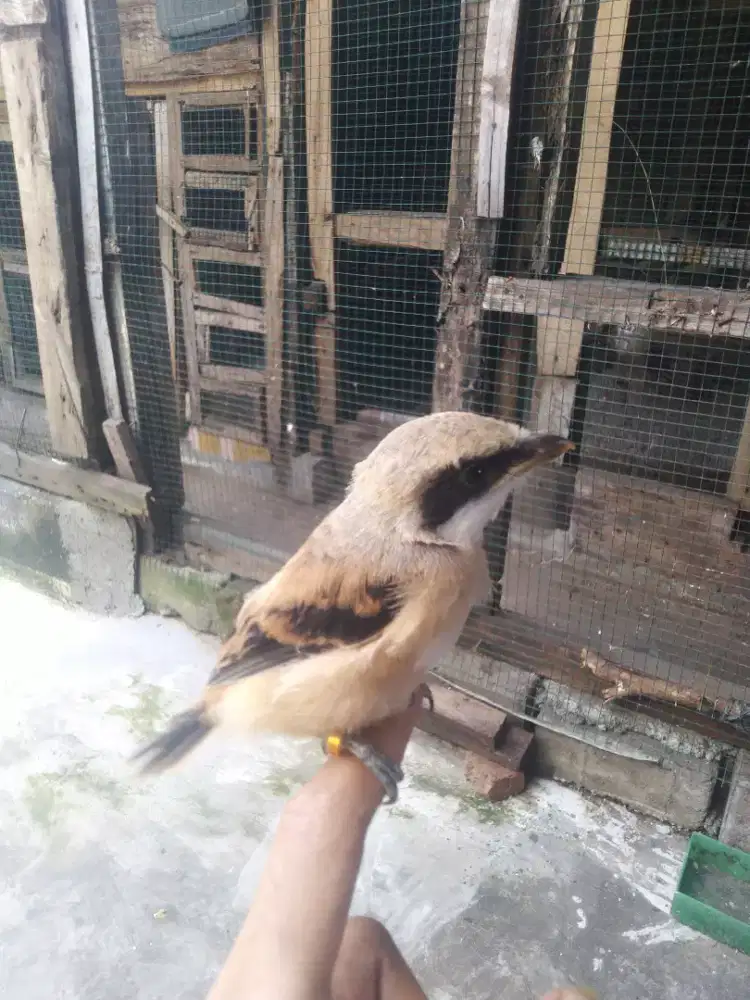 Anakan burung cendet