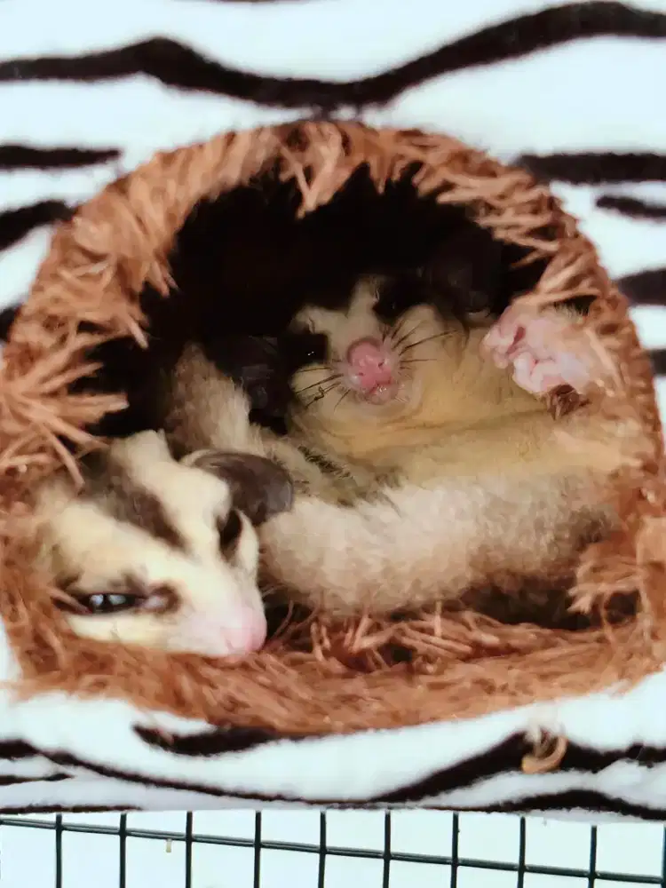 Sugar glider White Face