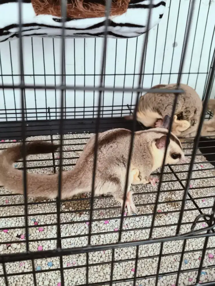 Sugar glider White Face