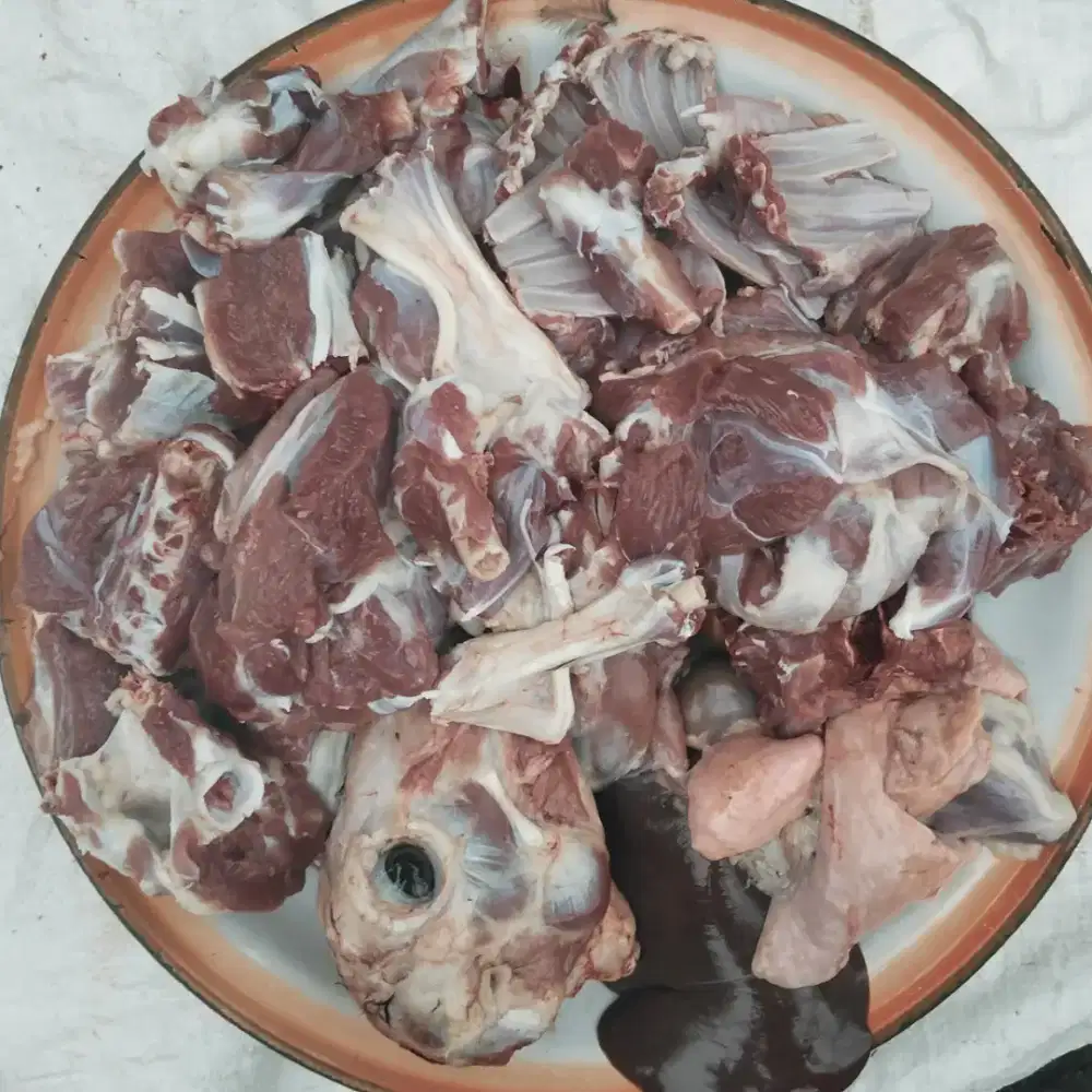 Kambing bersih semua