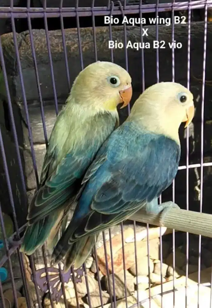 Burung Lovebird