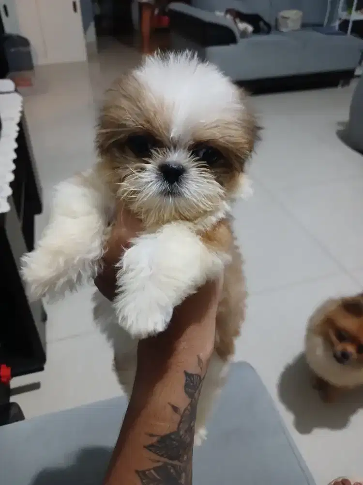 Anjing shihtzu betina non stmb