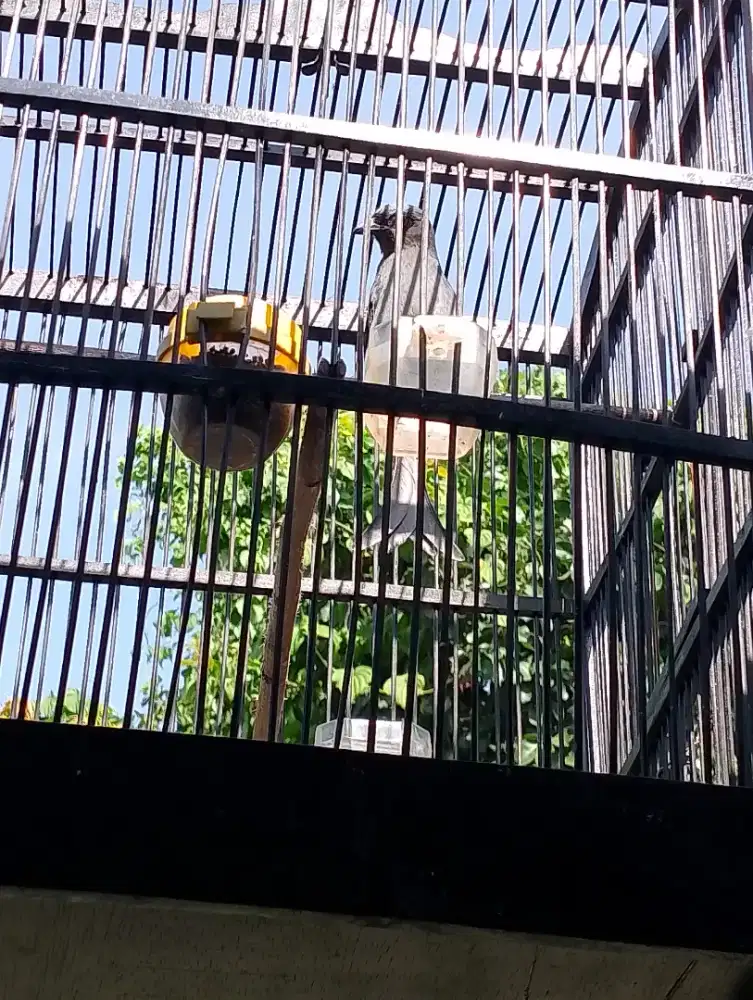 Srigunting gacor mulus