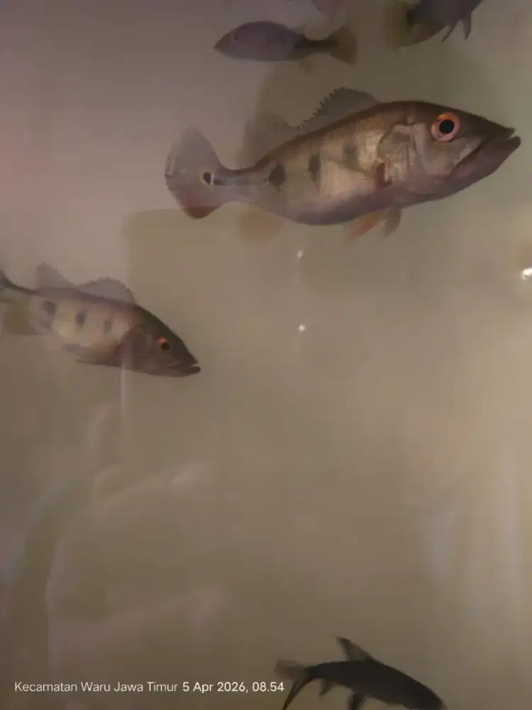 Pibas mono dan orinoko