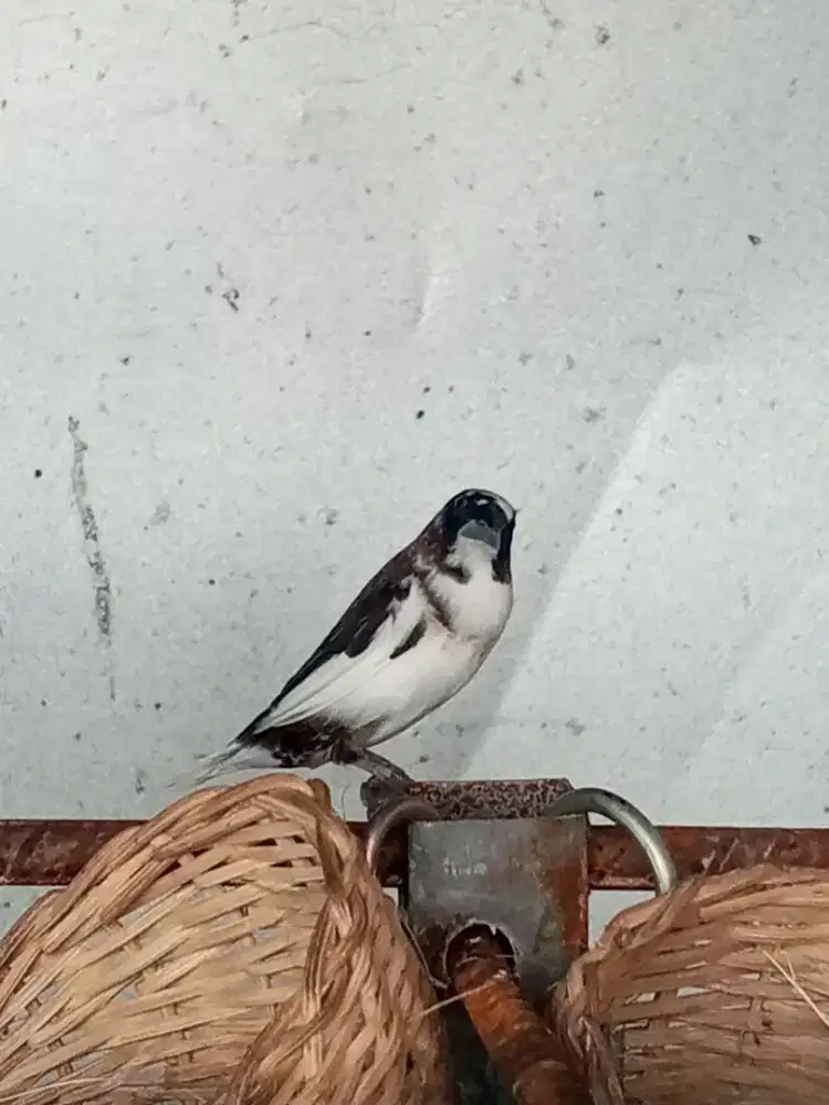 Emprit Jepang Sepasang Produksi