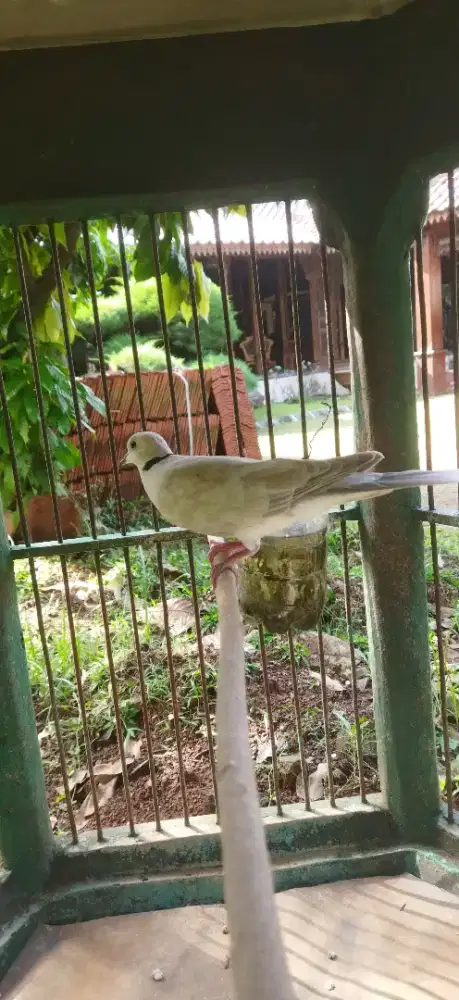 Burung puter harian bunyi