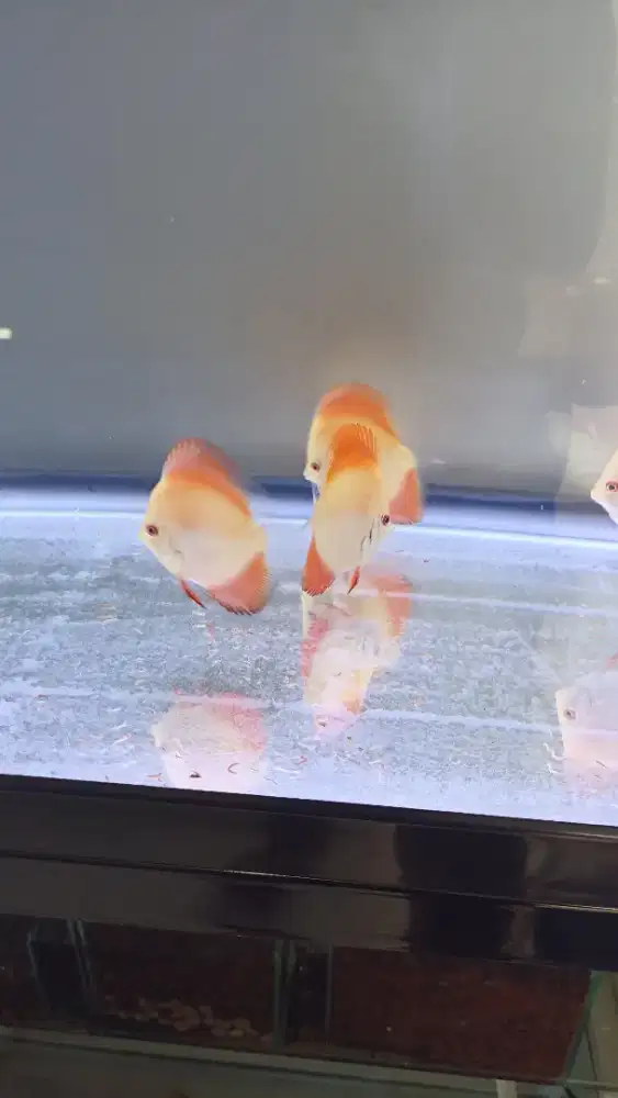 Ikan hias aquarium aquascape discus red melon 2 inch rounded-hb