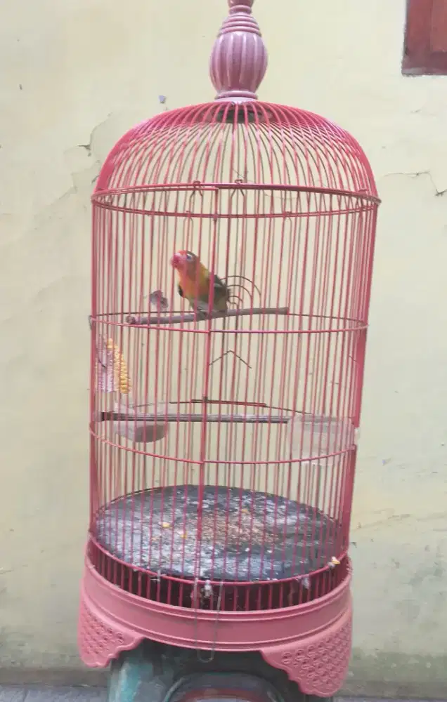 Love Bird Dark Green