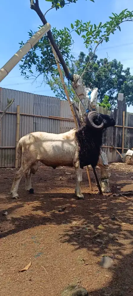 Jual Kambing dan Domba Qurban