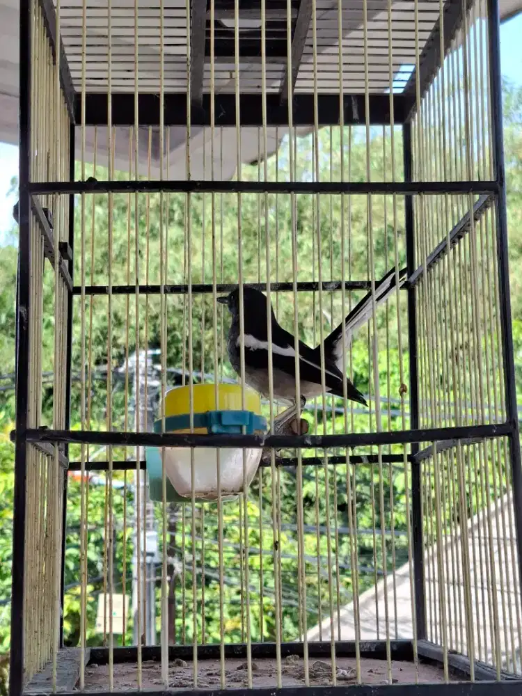 Burung kacer Betina indukan