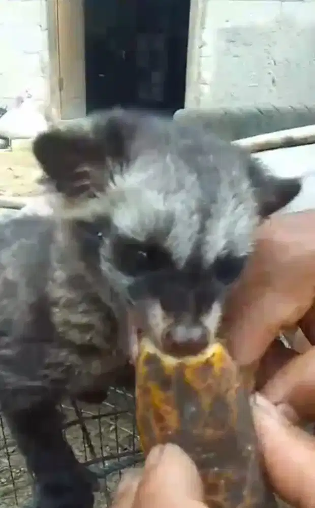 Musang Pandan Ekor Putih