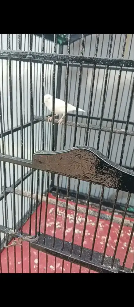 Kenari putih gacor burja