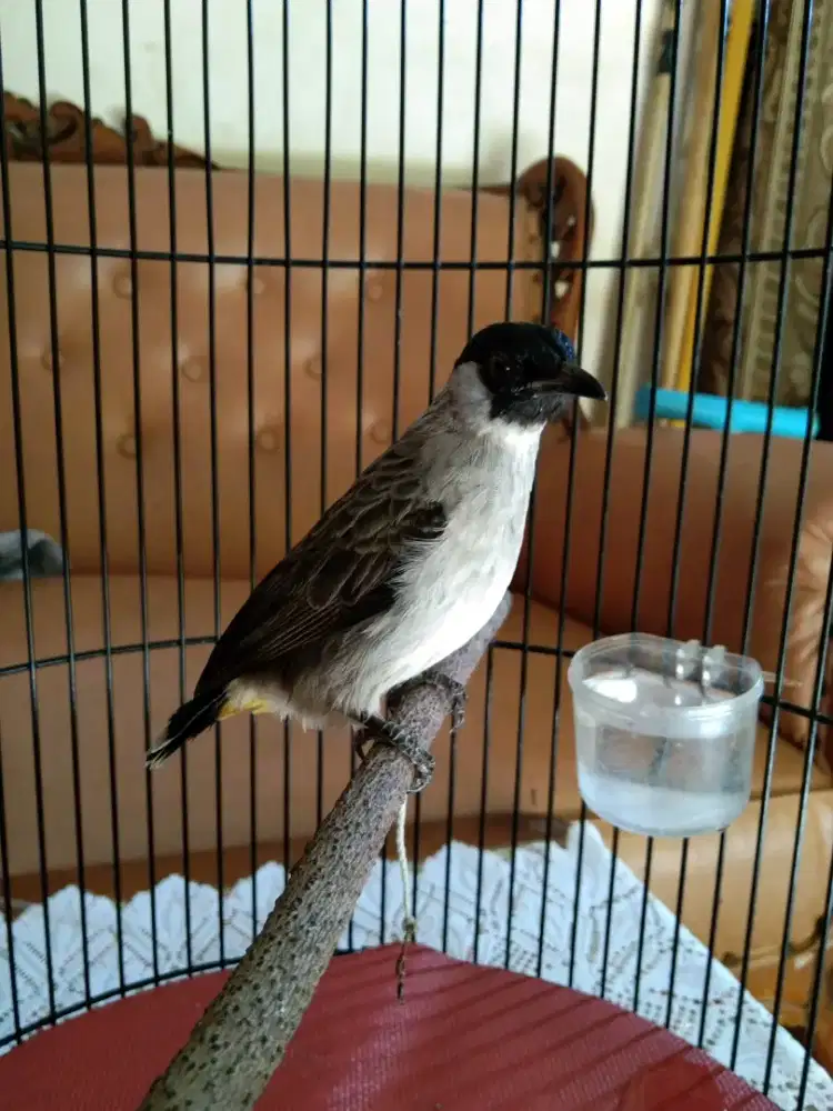 Burung kutilang pikat betina