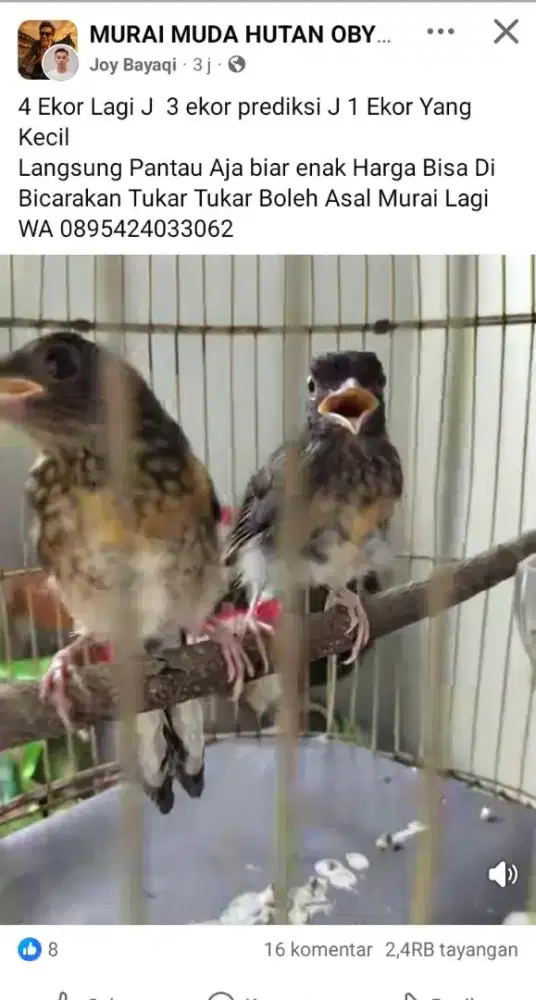 Murai Trotol Jantan 3 Ekor Borongan