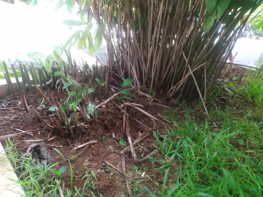 LENGKUAS Fresh dan FREE.