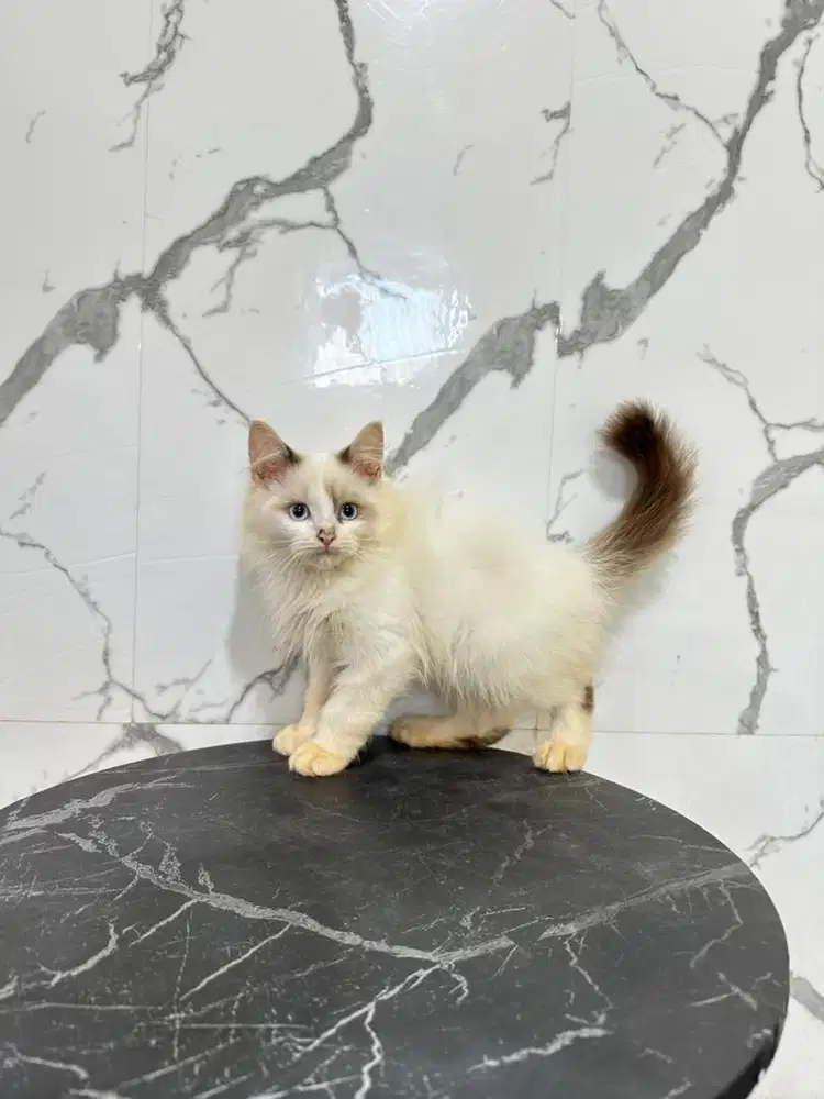 Kucing ragdoll jantan