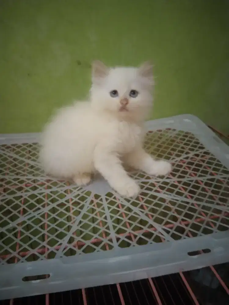 Perisa Himalaya jantan 2 bulan sudah mandiri