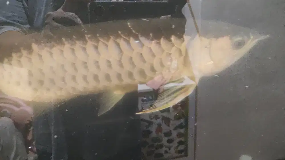 Jual ikan arwana Golden Red + Aquarium + Meja Aquarium